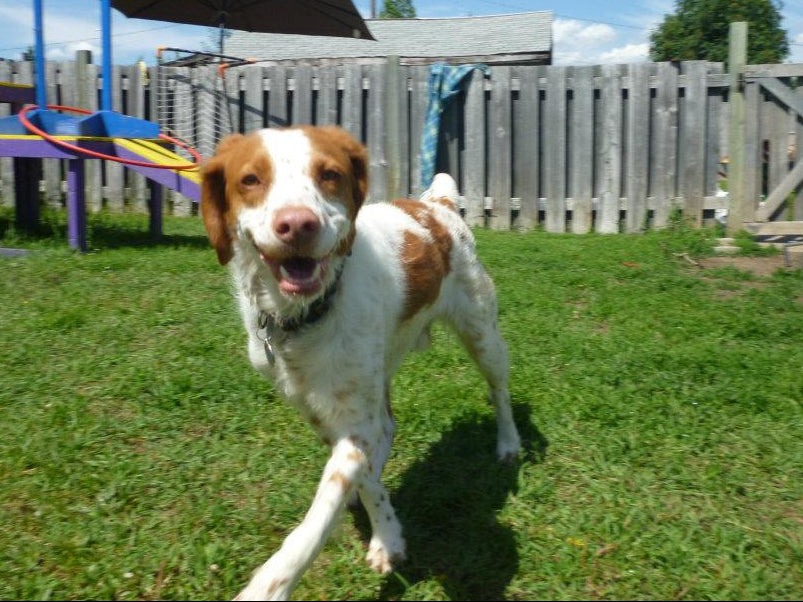 Elementary School - Puppies or dogs over 12 weeks