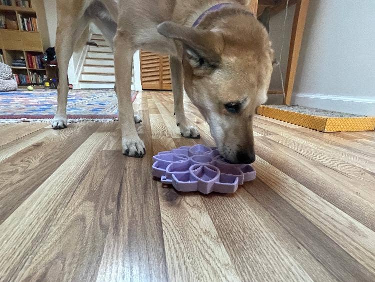 Mandala "Softie" eTray Enrichment Tray for Dogs