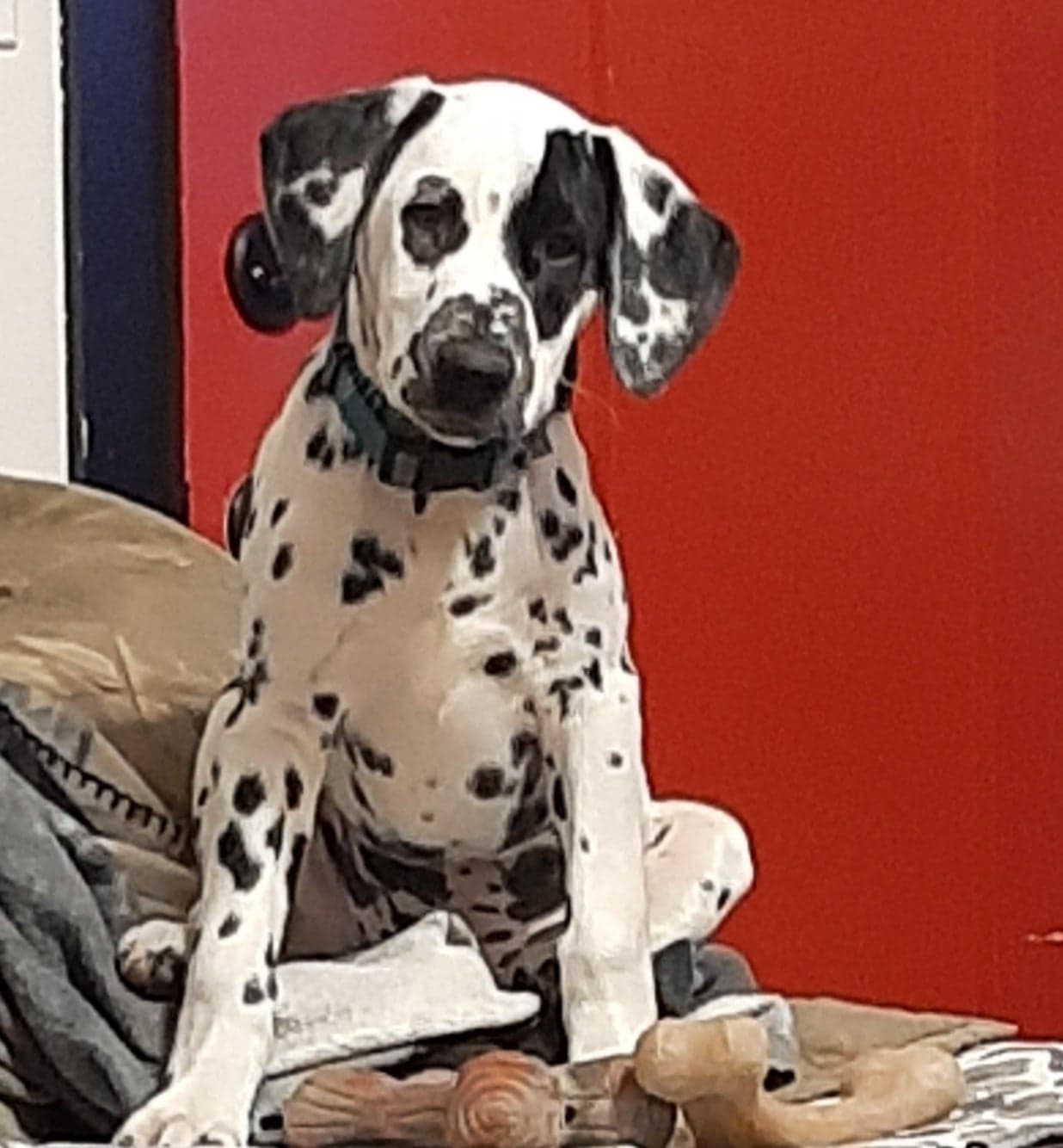 Puppy Preschool - Puppies 8-15 weeks
