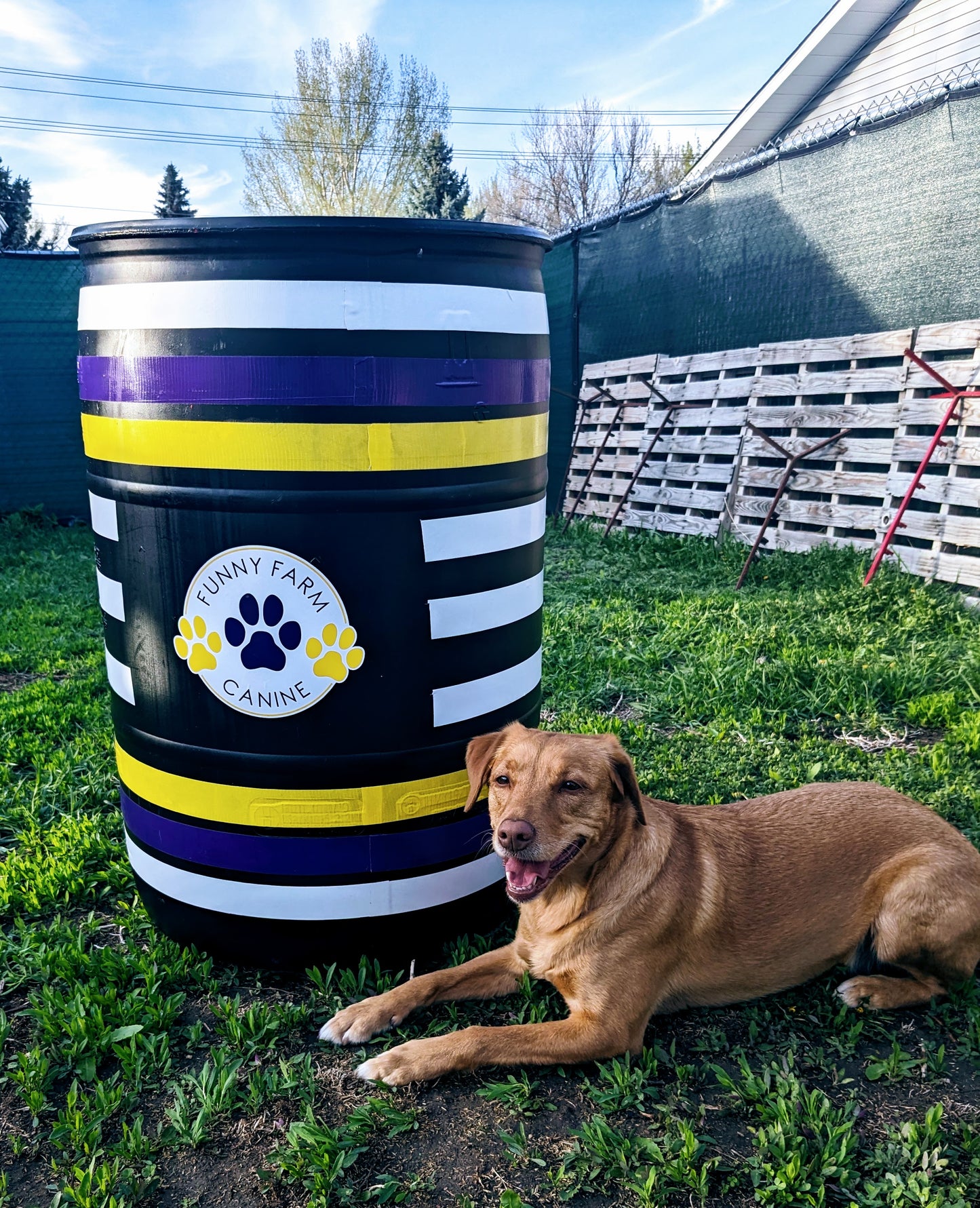 University - Circus Dogs