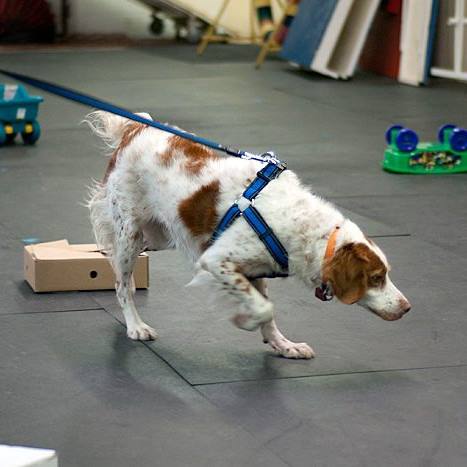 Pet Dog Scent Detection - UK Sniffer dogs Bronze Scent Detection Level 2