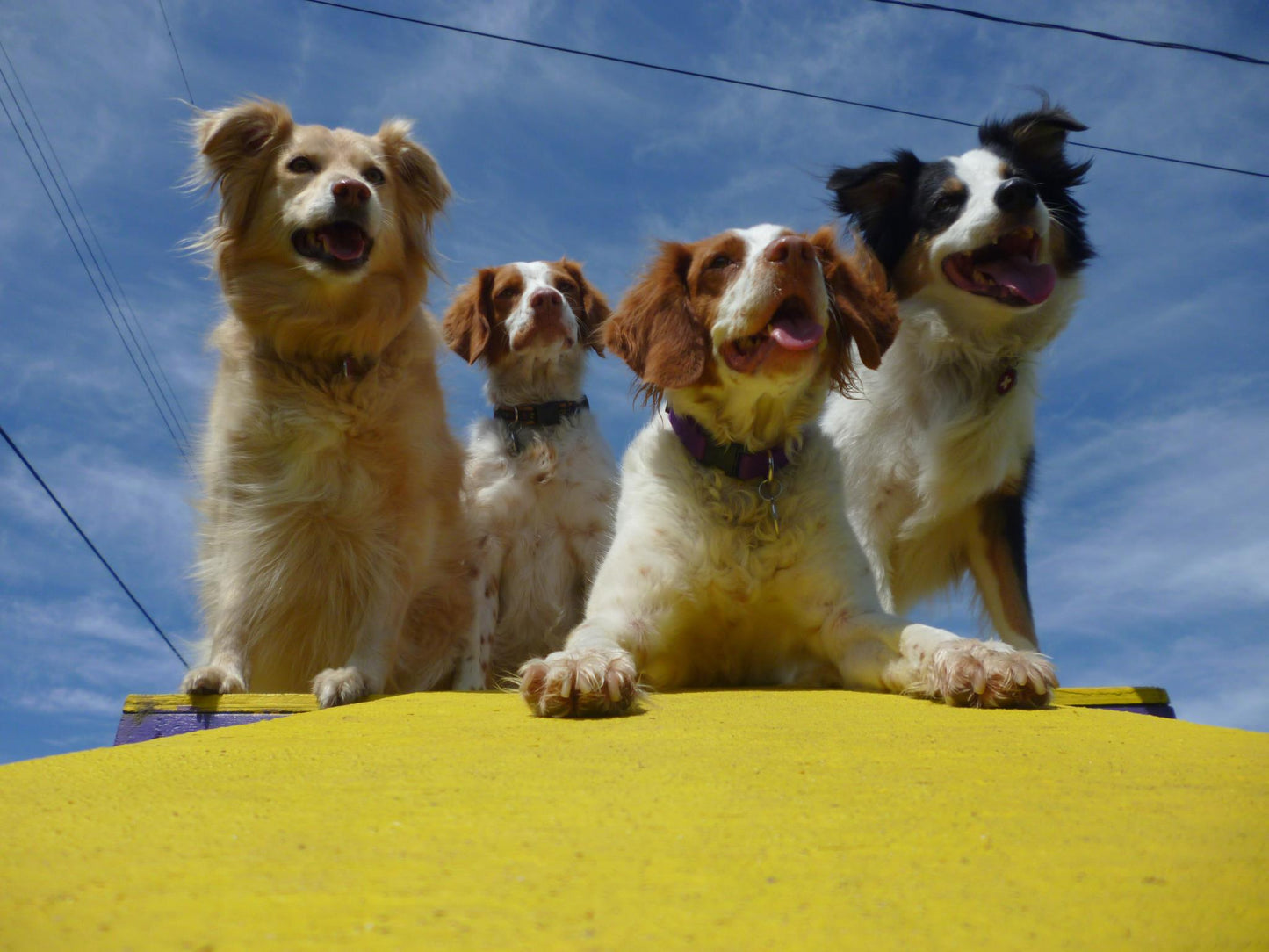Pup Academy